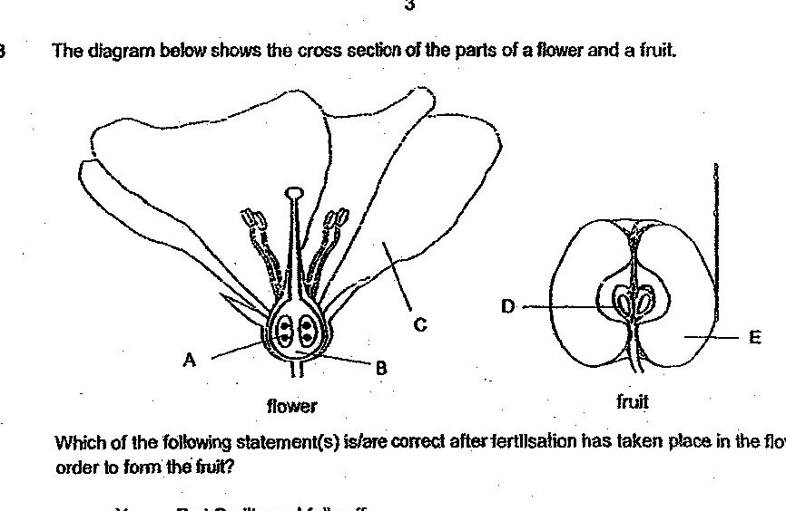 Two cross-sectional diagrams side by side. Left diagram labeled 'flower' shows a flower cross-section with parts labeled A, B, C, D, and E. Part A appears to be at the center, B is also central, C appears to be petals at the top, and D and E are shown pointing to the central structures. Right diagram labeled 'fruit' shows a cross-section of a fruit with parts D and E labeled, showing the interior structure with a central core and surrounding tissue.