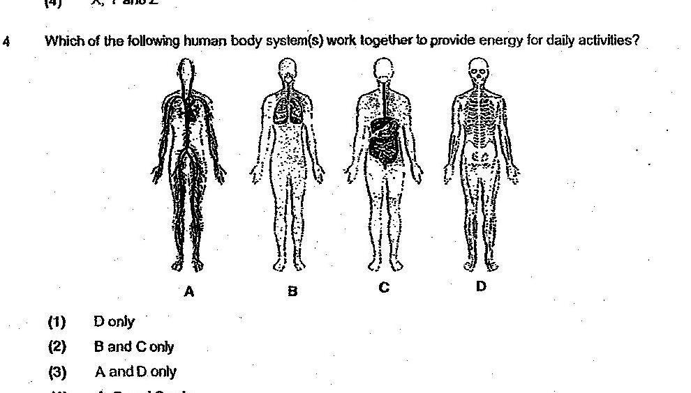 Four human body diagrams labeled A, B, C, and D showing different organ systems. A shows the circulatory/nervous system (blood vessels and nerves throughout the body). B shows the respiratory system (lungs highlighted). C shows the digestive system (stomach and intestines highlighted). D shows the skeletal system (bones highlighted).