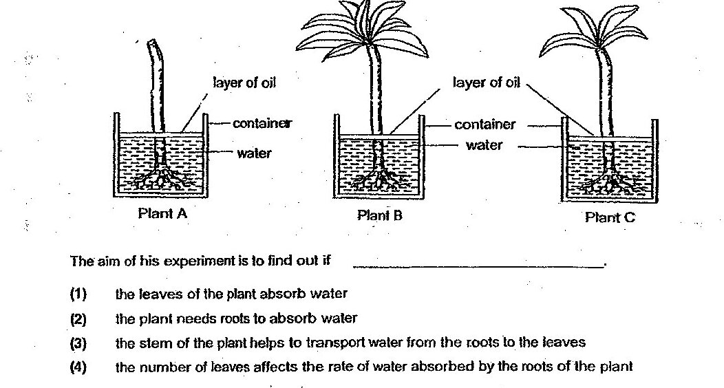 Three identical containers labeled Plant A, Plant B, and Plant C. Each container has water and a plant with roots. Plant A has no leaves (only stem visible). Plant B has a layer of oil on top of the water and a full plant with leaves. Plant C has a layer of oil on top of the water and a plant with some leaves. All three setups are shown with roots submerged in water.