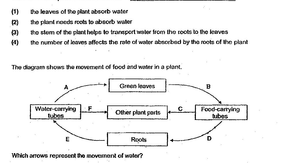 A diagram showing the movement of food and water in a plant with the following components: Water-carrying tubes (left), Green leaves (top center), Food-carrying tubes (right), Other plant parts (center), and Roots (bottom). Arrows labeled A through F show: Arrow A from Water-carrying tubes to Green leaves, Arrow B from Green leaves to Food-carrying tubes, Arrow C from Food-carrying tubes to Other plant parts, Arrow D from Roots to Food-carrying tubes, Arrow E from Roots to Water-carrying tubes, and Arrow F from Water-carrying tubes to Other plant parts.