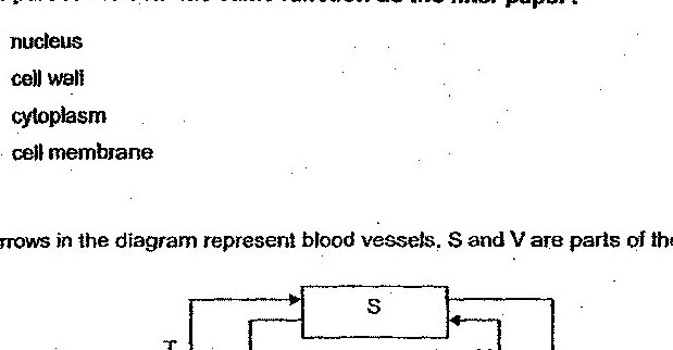 A diagram showing blood circulation with arrows representing blood vessels. The diagram shows: T (blood vessel going to S), S (connected to U), Lungs (in the center), and V (blood vessel at the bottom). Arrows indicate the direction of blood flow between these components.