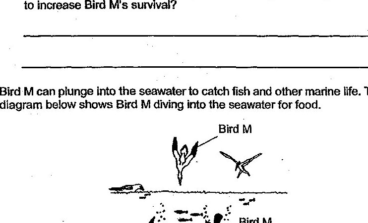 Diagram showing Bird M diving into seawater to catch fish and other marine life. The diagram depicts Bird M plunging from above the water surface and underwater pursuing fish.