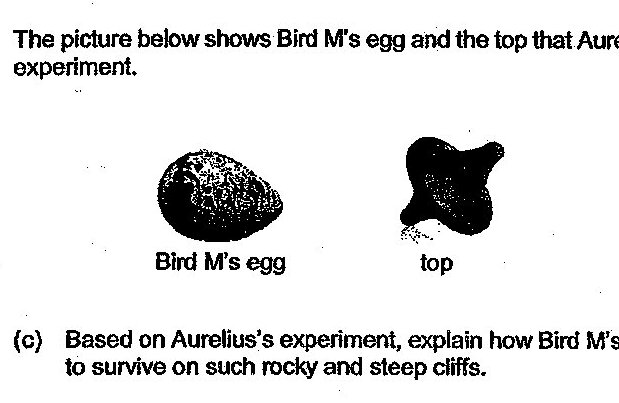 Two black silhouettes shown: on the left is 'Bird M's egg' which has an oval/elliptical shape with a textured surface; on the right is a 'top' which appears to be a spinning top with an irregular shape.