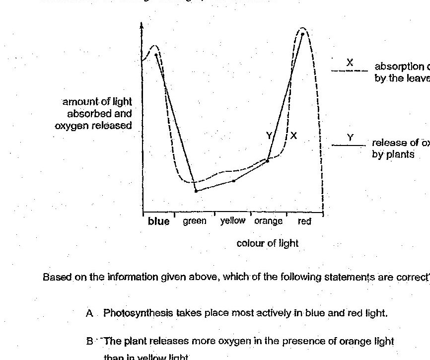 A graph showing the effect of different coloured lights on light absorption and oxygen release by plants. The x-axis shows colour of light from blue to red (blue, green, yellow, orange, red). The y-axis shows amount of light absorbed and oxygen released. Two curves are plotted: X (solid line) represents absorption of light by the leaves, and Y (dashed line) represents release of oxygen by plants. The X curve shows peaks at blue and red wavelengths with a dip in the green-yellow region. The Y curve shows a similar pattern to X, with peaks corresponding to blue and red light.