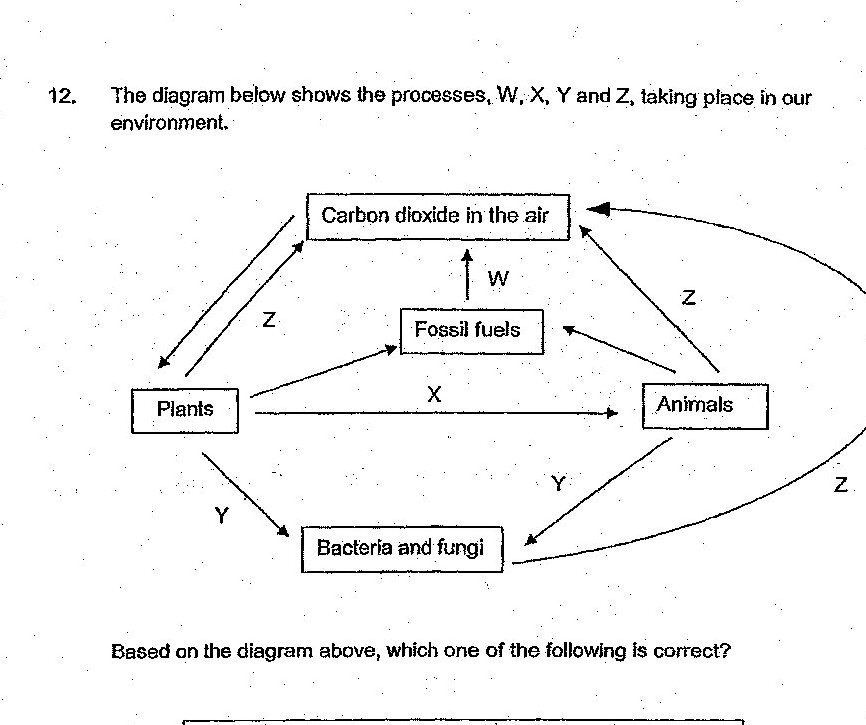 A carbon cycle diagram showing: 'Carbon dioxide in the air' at the top center. Arrows labeled W, X, Y, Z show relationships between: Plants (bottom left), Animals (bottom right), Fossil fuels (center), and Bacteria and fungi (bottom center). Specifically: Arrow Z goes from Carbon dioxide to Plants and from Animals to Carbon dioxide. Arrow W goes from Fossil fuels to Carbon dioxide. Arrow X goes from Plants to Animals. Arrow Y goes from Plants to Bacteria and fungi, and from Animals to Bacteria and fungi. Arrow Z also shows a return path from Bacteria and fungi back to Carbon dioxide.