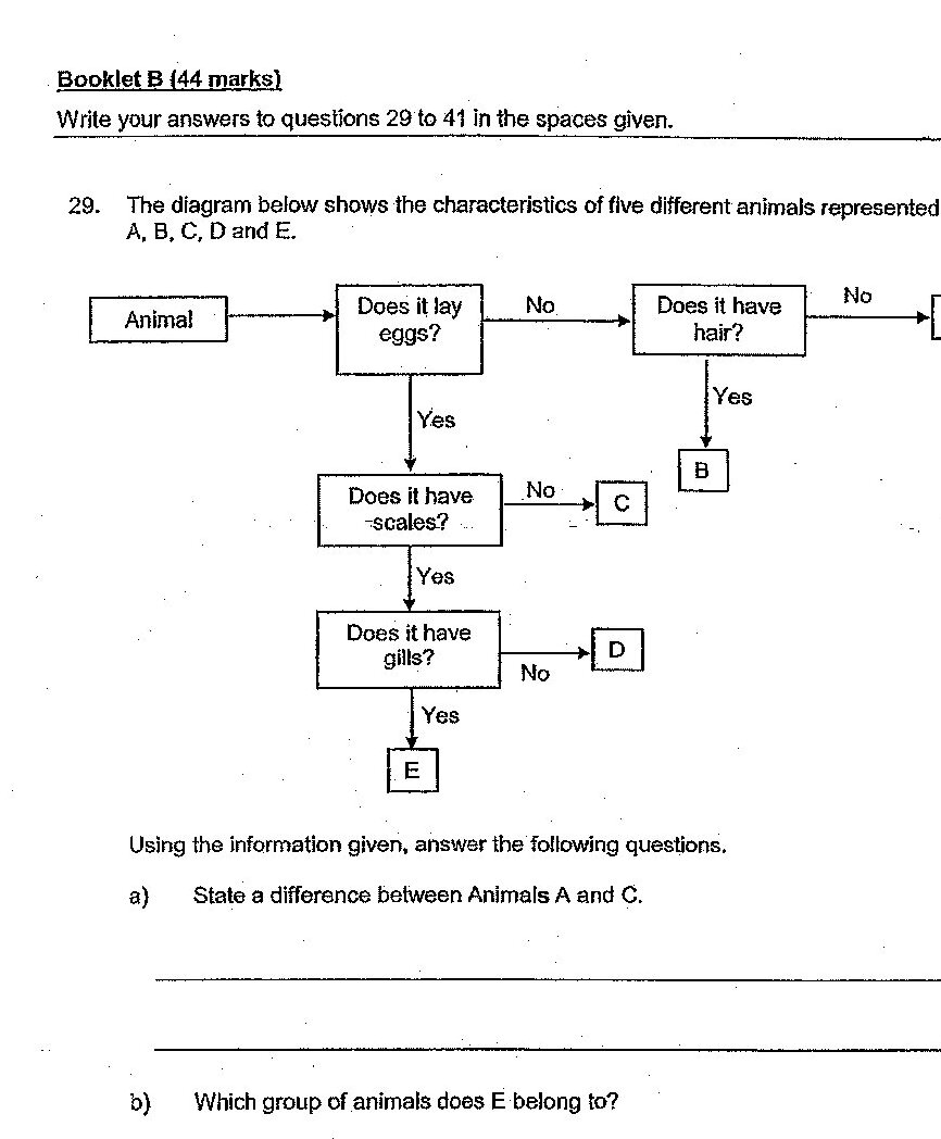 A classification flowchart showing five different animals (A, B, C, D, E) based on characteristics: Does it lay eggs? (Yes/No) → Does it have hair? (Yes/No) → Does it have scales? (Yes/No) → Does it have gills? (Yes/No). Animal A: does not lay eggs, does not have hair. Animal C: lays eggs, does not have scales. Animal B: lays eggs, has hair. Animal D: lays eggs, has scales, does not have gills. Animal E: lays eggs, has scales, has gills.