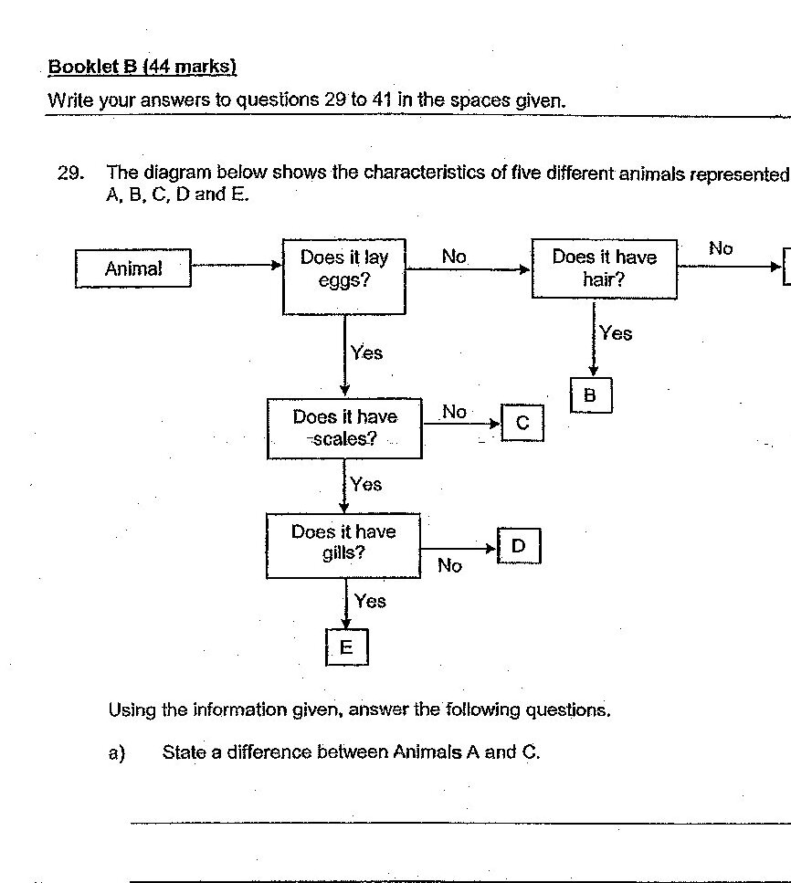 A classification flowchart showing five different animals (A, B, C, D, E) based on characteristics: Does it lay eggs? (Yes/No) → Does it have hair? (Yes/No) → Does it have scales? (Yes/No) → Does it have gills? (Yes/No). Animal A: does not lay eggs, does not have hair. Animal C: lays eggs, does not have scales. Animal B: lays eggs, has hair. Animal D: lays eggs, has scales, does not have gills. Animal E: lays eggs, has scales, has gills.
