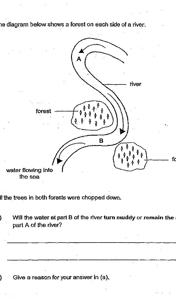 A diagram showing a meandering river with forests on both sides. Part A is marked at a meander on the upper left. Part B is marked where the river curves downward. The river flows into the sea at the bottom. Both forests (on either side of the river) are labeled. Trees are shown as small symbols within the forest areas. An arrow indicates 'water flowing into the sea' at the bottom left. The context states 'All the trees in both forests were chopped down.'