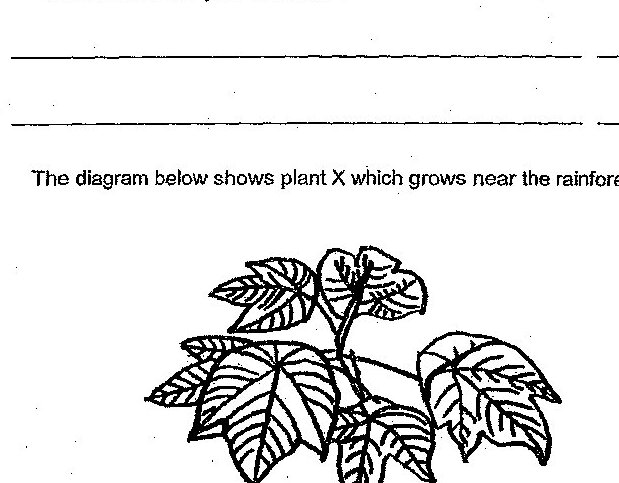 Plant X with large, broad leaves growing near the rainforest floor. The plant has multiple large leaves arranged on stems.
