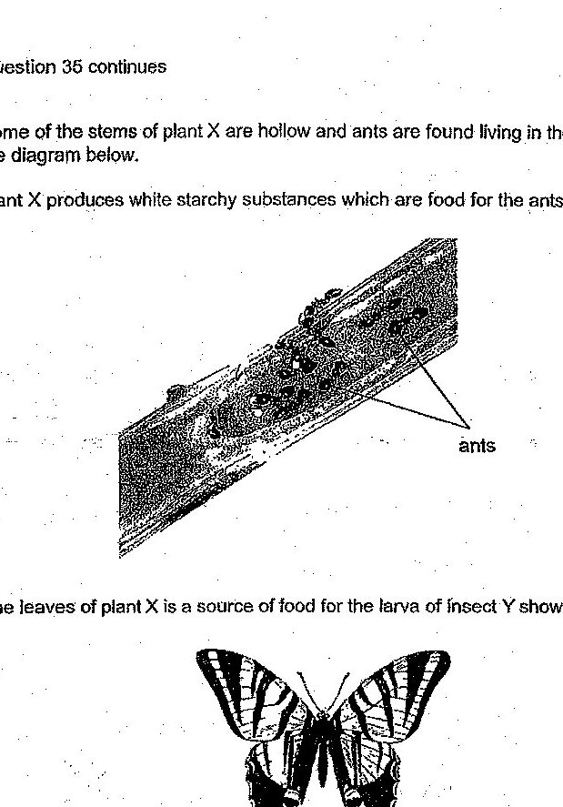 Diagram of a hollow stem of plant X with ants living inside it. Below that is an image of Insect Y (a butterfly) which has larvae that feed on the leaves of plant X.