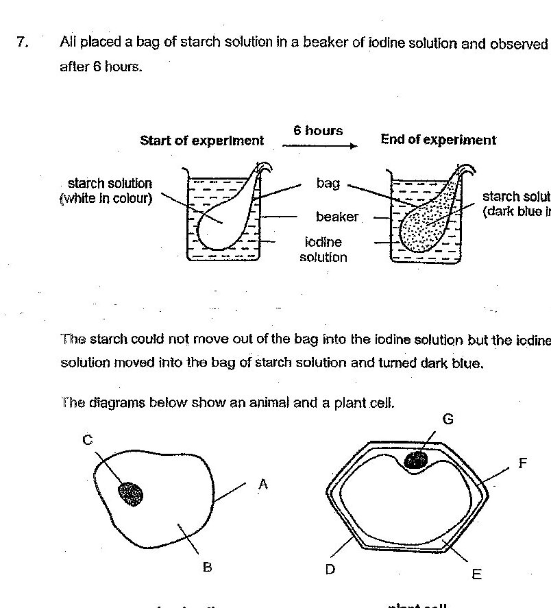 Experiment diagram showing: Start of experiment with a bag of starch solution (white in colour) inside a beaker of iodine solution. After 6 hours: End of experiment with starch solution turned dark blue in colour inside the bag. Below this: Two cell diagrams - an animal cell (with parts labeled A, B, C) and a plant cell (with parts labeled D, E, F, G). The animal cell shows C (nucleus), A (cytoplasm), and B (cell membrane). The plant cell shows G (vacuole), F (cell membrane), E (cytoplasm), and D (cell wall). A table with 4 answer options matching parts of animal cells to plant cells.