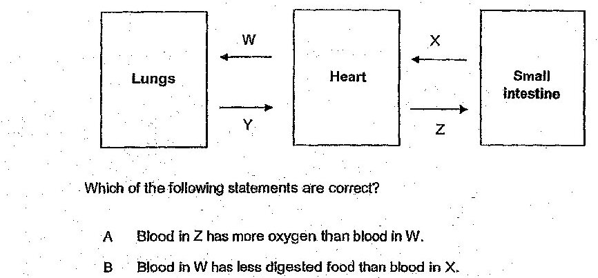 A diagram showing blood flow through three organs connected by blood vessels. The organs are: Lungs (left), Heart (center), and Small Intestine (right). Blood vessels are labeled: W connects from Lungs to Heart (with arrows showing bidirectional flow), X connects from Heart to Small Intestine, Y connects from Heart to Lungs, and Z connects from Small Intestine to Heart. The diagram shows the circulatory pathway with arrows indicating direction of blood flow.