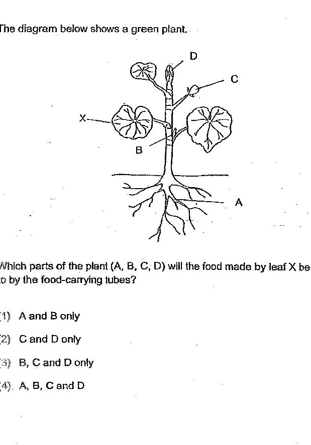 A diagram of a green plant showing: A - roots at the base with branching root hairs, a main stem in the center, B - a leaf on the left side of the stem (labeled with X pointing to it), C - another leaf on the right side of the stem, D - a small leaf or bud at the top of the stem.