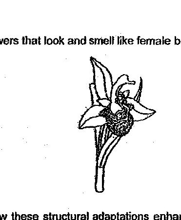 A detailed botanical illustration of a flower that resembles a female bee, showing the flower's structure with petals and reproductive parts arranged to mimic a bee's appearance.