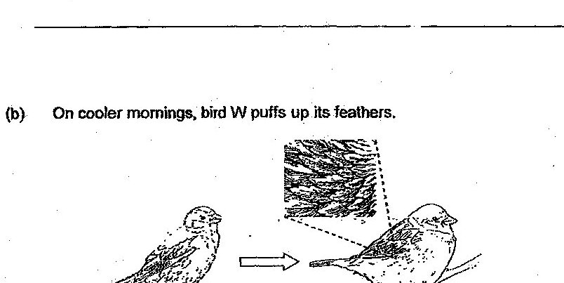 Two illustrations of a bird: the left shows the bird with normal feathers, an arrow points to the right illustration showing the same bird with puffed up feathers.