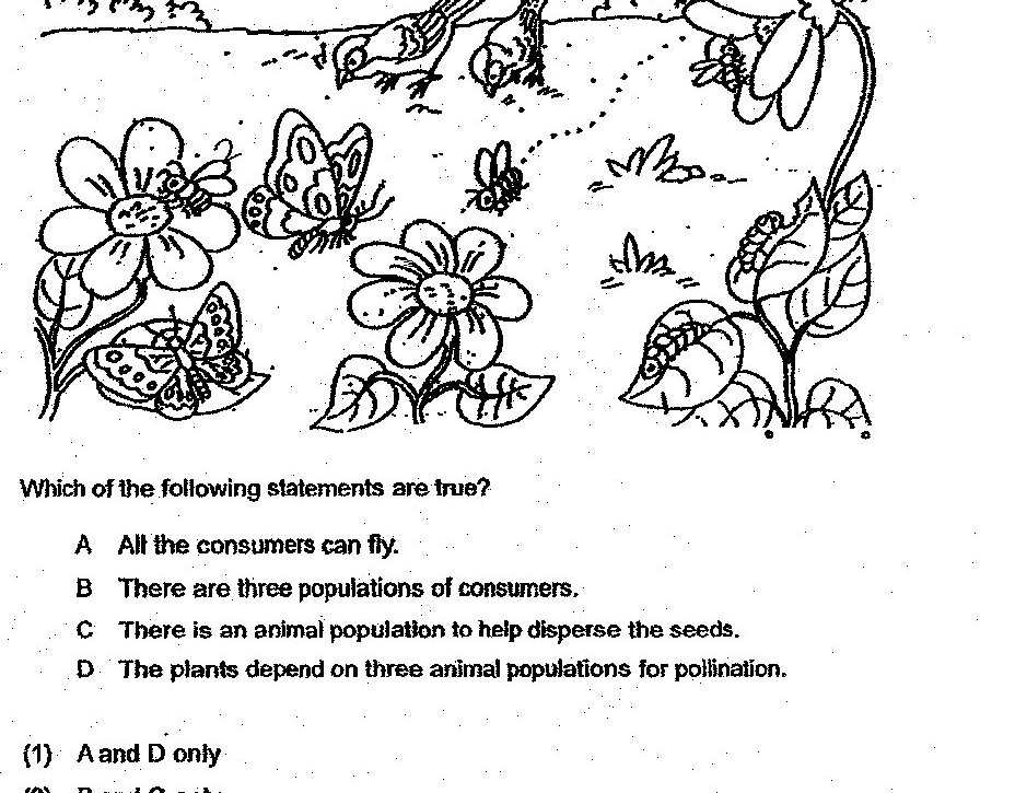 A garden ecosystem diagram showing: flowering plants (with visible flowers and leaves), two birds perched on branches at the top, butterflies on flowers, bees or insects visiting flowers, and what appears to be a caterpillar or insect on a plant. The diagram illustrates various organisms (plants, pollinators, and seed dispersers) in a garden food web.