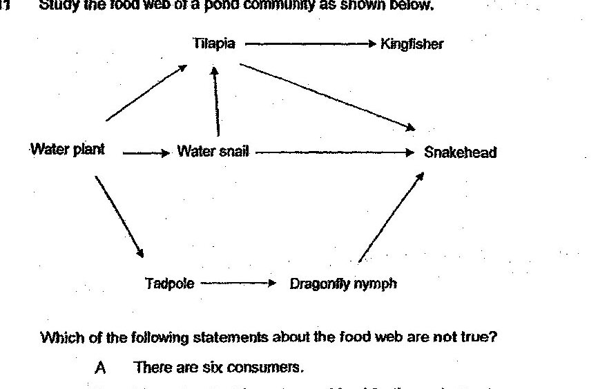 A food web diagram showing:
- Water plant (at bottom left) with arrows pointing to: Tilapia, Water snail, and Tadpole
- Water snail with arrow pointing to: Tilapia and Snakehead
- Tilapia with arrows pointing to: Kingfisher and Snakehead
- Tadpole with arrow pointing to: Dragonfly nymph
- Dragonfly nymph with arrow pointing to: Snakehead
- Snakehead appears as a tertiary consumer with arrows from multiple sources