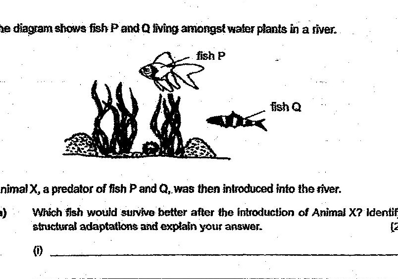 A diagram showing fish P and Q living amongst water plants in a river. Fish P appears to be a goldfish-like fish with rounded body. Fish Q appears to be a smaller, more streamlined fish. Water plants are shown as tall vegetation on the river bottom.