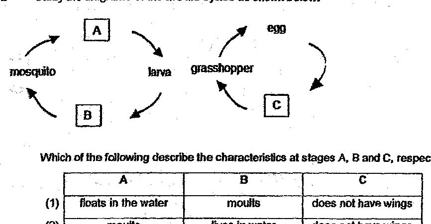 Two life cycle diagrams shown. Left cycle labeled A: mosquito → larva → [stage A] → [stage B] → back to mosquito. Right cycle: egg → grasshopper → [stage C] → back to egg. Stages A, B, and C are marked in boxes.