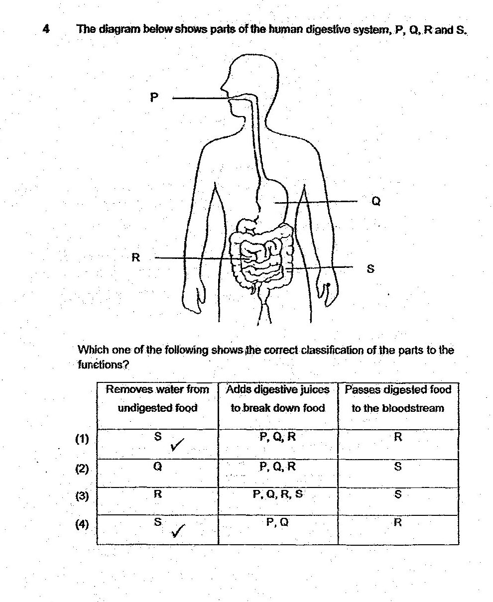 A diagram of the human digestive system showing a side profile of a human body with labeled parts: P points to the pharynx/throat region, Q points to the stomach, R points to the small intestine, and S points to the large intestine/colon.