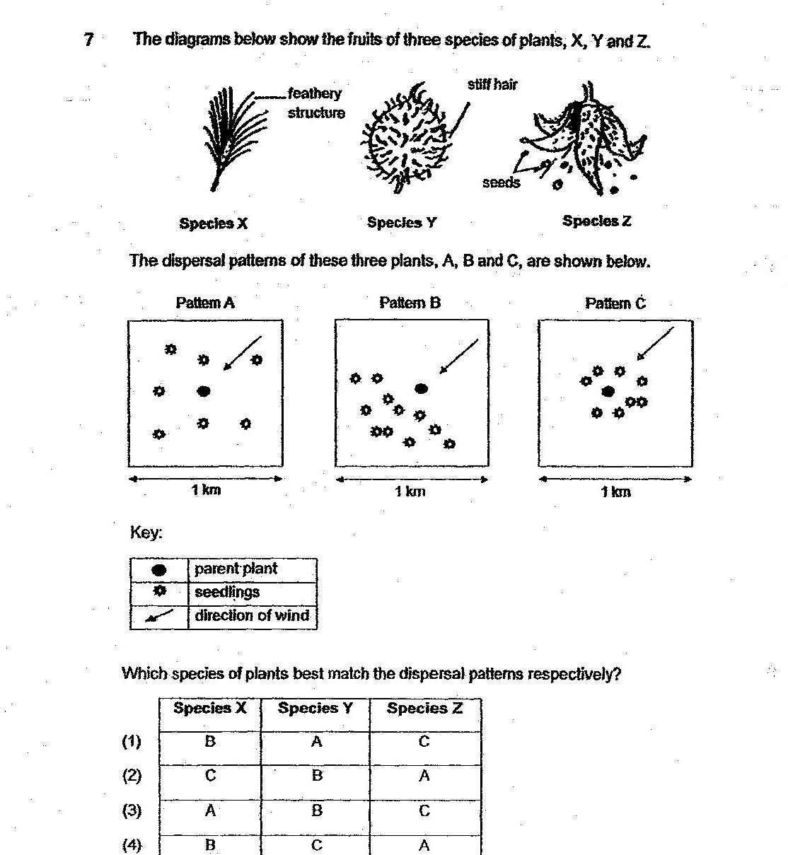 Three diagrams showing plant fruits: Species X has a feathery structure; Species Y has a stiff hair structure; Species Z has seeds. Below are three dispersal patterns (A, B, C) shown as 1 km × 1 km grids. Pattern A shows seedlings scattered around a parent plant (marked with arrow for wind direction). Pattern B shows seedlings more densely clustered around a parent plant with wind direction indicated. Pattern C shows seedlings scattered with some distance from the parent plant and wind direction indicated. Key shows: filled circle = parent plant, star symbol = seedlings, arrow = direction of wind.