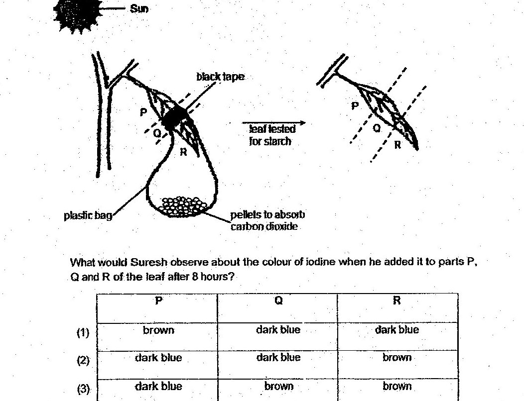 Experimental set-up showing a plant leaf exposed to sun with three parts labeled P, Q, and R. Part P is covered with black tape on the left side of the leaf. Parts Q and R are on the right side of the leaf exposed to sunlight. The setup includes a plastic bag at the base with pellets to absorb carbon dioxide. The diagram shows the leaf before testing (left) and after testing for starch (right).