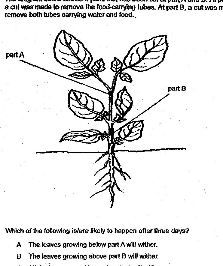 A diagram of a plant showing roots at the bottom, a main stem with leaves, and two cutting points marked as 'part A' (upper section removing food-carrying tubes) and 'part B' (middle section removing both water and food-carrying tubes). The plant has multiple leaves distributed along the stem.
