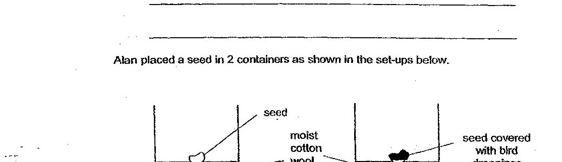Two experimental set-ups shown side by side. Set-up A contains a seed on moist cotton wool in a container. Set-up B contains a seed covered with bird droppings on moist cotton wool in a container. Both setups appear identical except for the presence or absence of bird droppings on the seed.