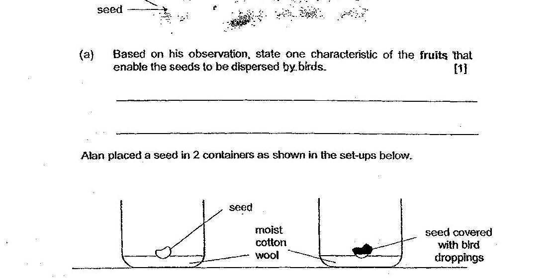 Same as 32b - two experimental set-ups with Set-up A showing a seed on moist cotton wool, and Set-up B showing a seed covered with bird droppings on moist cotton wool.