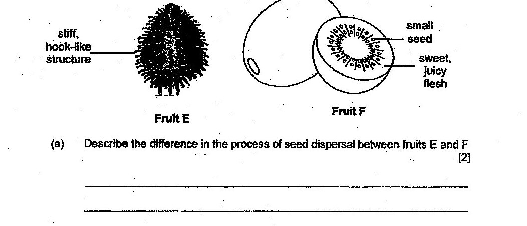 Two fruit diagrams shown: Fruit E is a dark, spherical fruit with a stiff, hook-like structure covering its surface. Fruit F is shown in cross-section, displaying a large cavity with small seeds inside and sweet, juicy flesh surrounding the seeds.