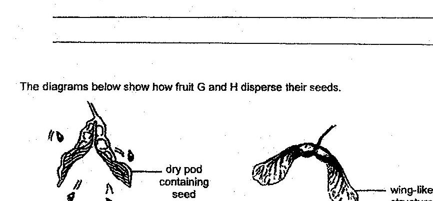Two fruit diagrams shown: Fruit G displays a dry pod structure containing seeds that are being dispersed (shown falling). Fruit H shows a winged structure (wing-like extensions) attached to seeds for dispersal.