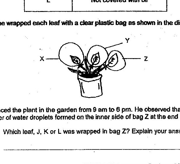 A diagram showing a potted plant with three leaves wrapped in clear plastic bags labeled X, Y, and Z. The plant is placed in a garden.