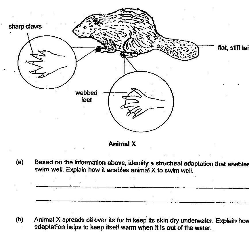 Diagram of Animal X (a beaver) showing three labeled features: sharp claws (shown in circular magnification), flat stiff tail, and webbed feet (shown in circular magnification). The animal has a rounded body with fur texture.