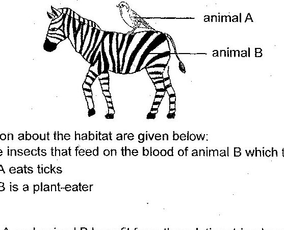 A zebra (animal B) with a bird (animal A) perched on its back. The bird is labeled 'animal A' and the zebra is labeled 'animal B'.