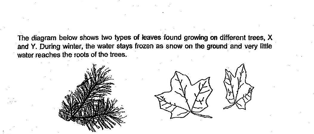 Two illustrations showing leaves from trees X and Y. Tree X has needle-like leaves with large gaps between them (coniferous/evergreen tree). Tree Y has large leaves with small gaps between them (deciduous tree). Full tree diagrams are also shown below: Tree X is a conical coniferous tree, Tree Y is a broad deciduous tree with dense foliage.