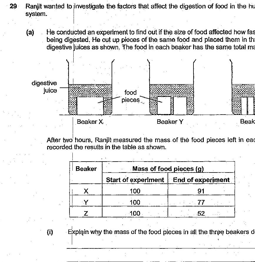Three beakers (X, Y, Z) containing digestive juice and food pieces of different sizes. Beaker X contains one large food piece, Beaker Y contains several medium-sized food pieces, and Beaker Z contains many small food pieces. All beakers have the same total mass of food (100g at start).