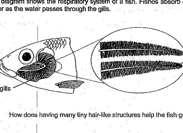 Fish respiratory system diagram showing gills with many tiny hair-like structures covered in large number of blood vessels. An enlarged circular inset shows the detail of these hair-like structures with blood vessels running through them.