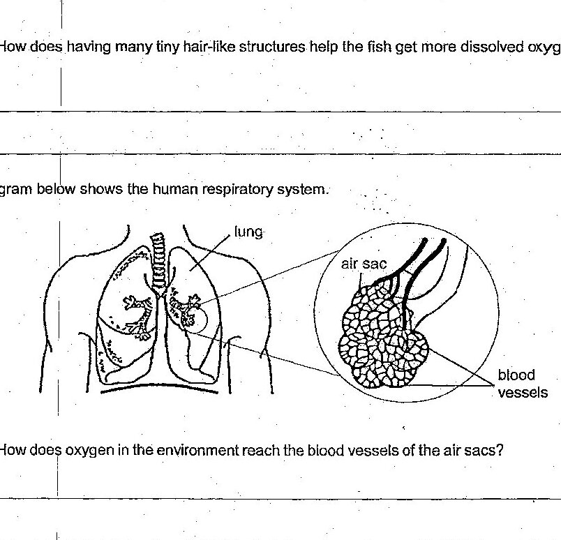 Human respiratory system diagram showing lungs, trachea, and an enlarged circular inset of an air sac showing blood vessels surrounding it. The diagram labels the air sac and blood vessels.