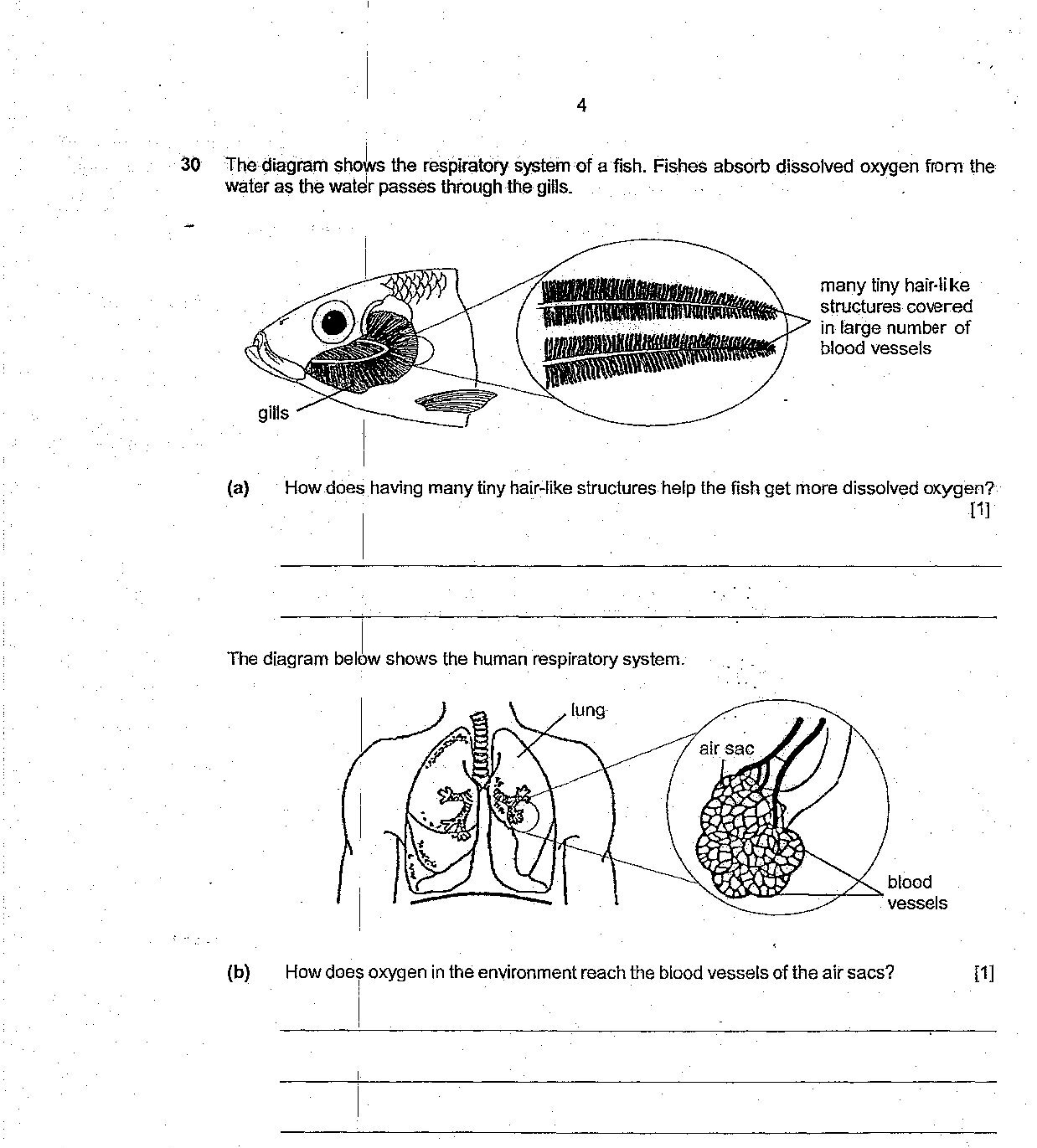 Both the fish gill diagram and human lung/air sac diagram showing structures with blood vessels for gas exchange.