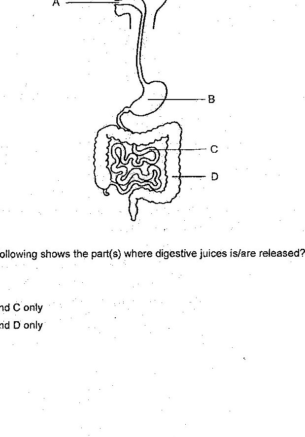 A diagram of the human digestive system showing a side view of the head and torso with four labeled parts: A points to the esophagus/throat region, B points to the stomach, C points to the small intestines (showing coiled loops), and D points to the large intestines. The diagram is simple line drawing style.