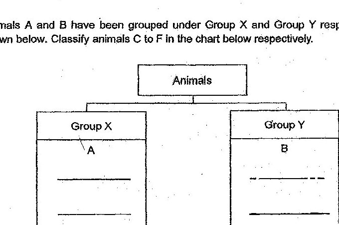 Classification chart with 'Animals' at top, branching into 'Group X' (containing A and two blank lines) and 'Group Y' (containing B and two blank lines)