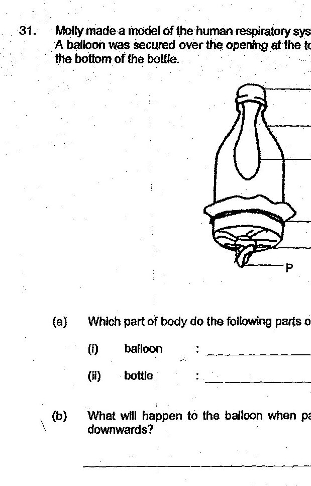 A model of the human respiratory system made from a cut bottle with a balloon secured over the opening at the top and a rubber sheet attached at the bottom. The model shows: opening at the top, cut bottle, balloon inside, rubber band securing the balloon, rubber sheet at the bottom, and point P on the rubber sheet.
