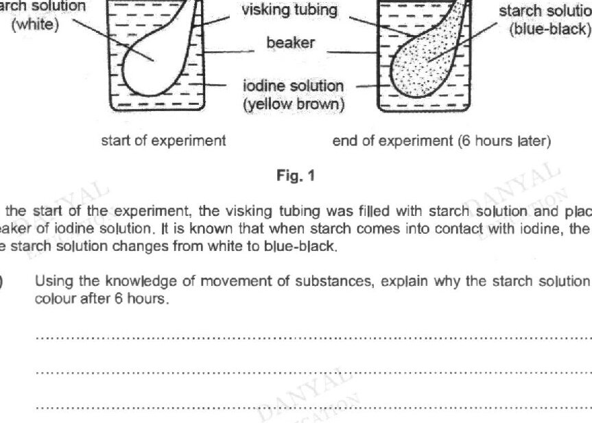 Fig. 1 shows an experiment on movement of substances with two setups: (1) Start of experiment - a beaker containing iodine solution (yellow brown) with a visking tubing filled with starch solution (white) placed inside; (2) End of experiment (6 hours later) - the same setup but the starch solution in the tubing has turned blue-black, and the iodine solution in the beaker remains yellowish brown.