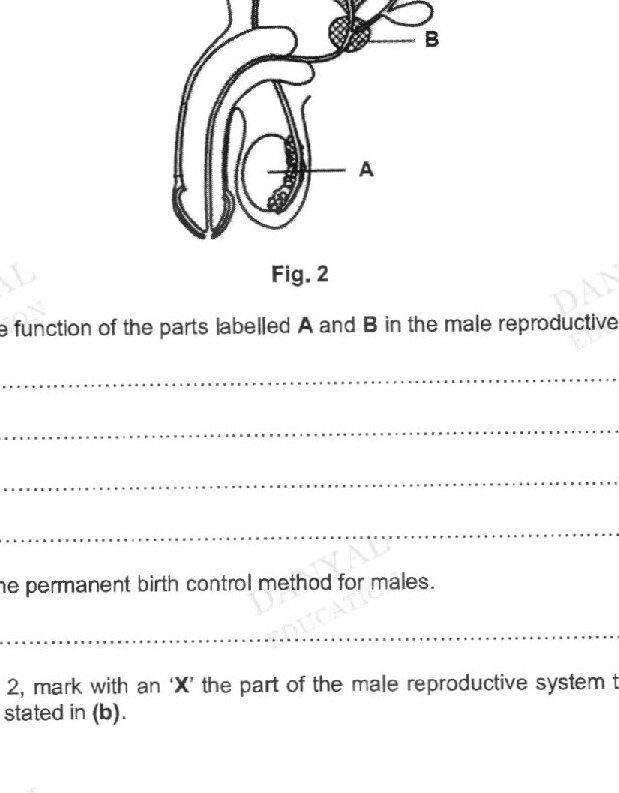 Figure 2 shows a male reproductive system with two labeled parts: A (pointing to a larger oval structure on the left) and B (pointing to a smaller tubular structure at the top right with a coiled appearance)