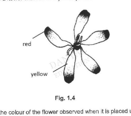 Fig. 1.4 shows a flower with six petals. Three petals are labeled 'red' and three petals are labeled 'yellow'.