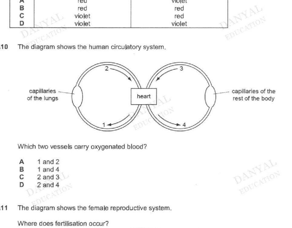 A diagram of the human circulatory system showing the heart in the center with two circular loops on either side representing the lungs and the rest of the body. Four numbered vessels are labeled: 1 and 4 connect to the capillaries of the lungs on the left, and 2 and 3 connect to the capillaries of the rest of the body on the right.