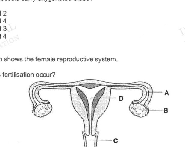 A diagram of the female reproductive system showing the uterus and fallopian tubes. Four points are labeled: A at the top of the uterus, B at the ovary (left side), C at the bottom (cervix/vagina), and D in the fallopian tube region.
