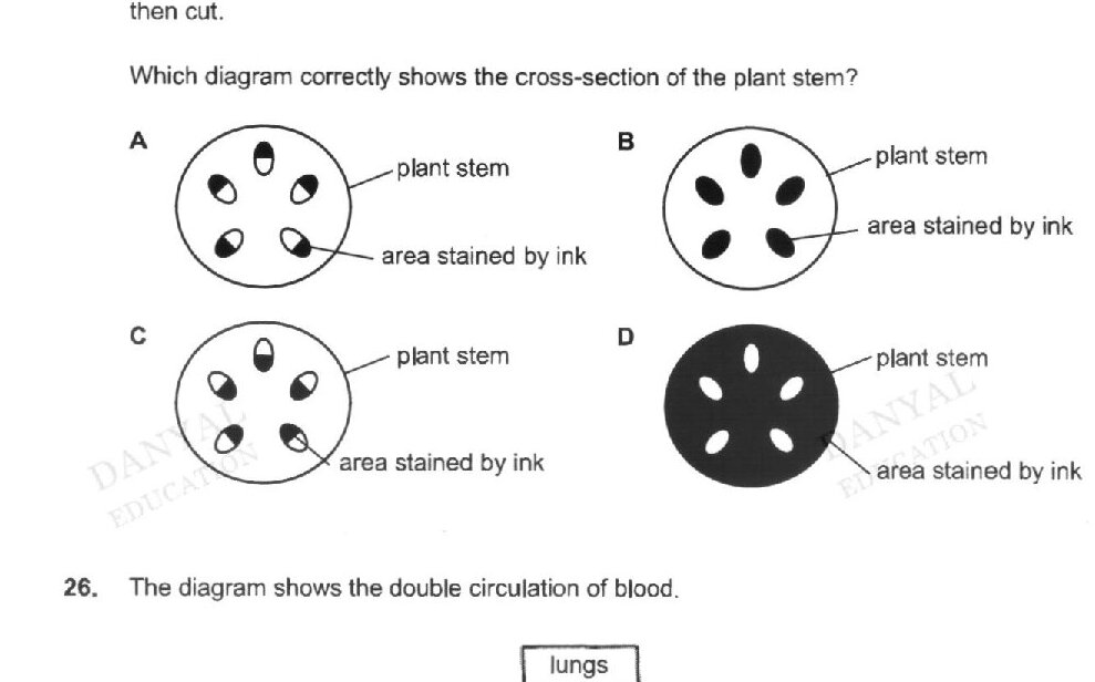 Four cross-sectional diagrams (A, B, C, D) of a plant stem showing a circular outline labeled 'plant stem' with areas stained by ink represented as small oval or circular shapes. Diagram A shows small oval stained areas scattered throughout. Diagram B shows larger black oval stained areas arranged around the periphery. Diagram C shows small oval stained areas similar to A. Diagram D shows the entire cross-section filled in black (completely stained) with only small white oval shapes (unstained areas) visible.