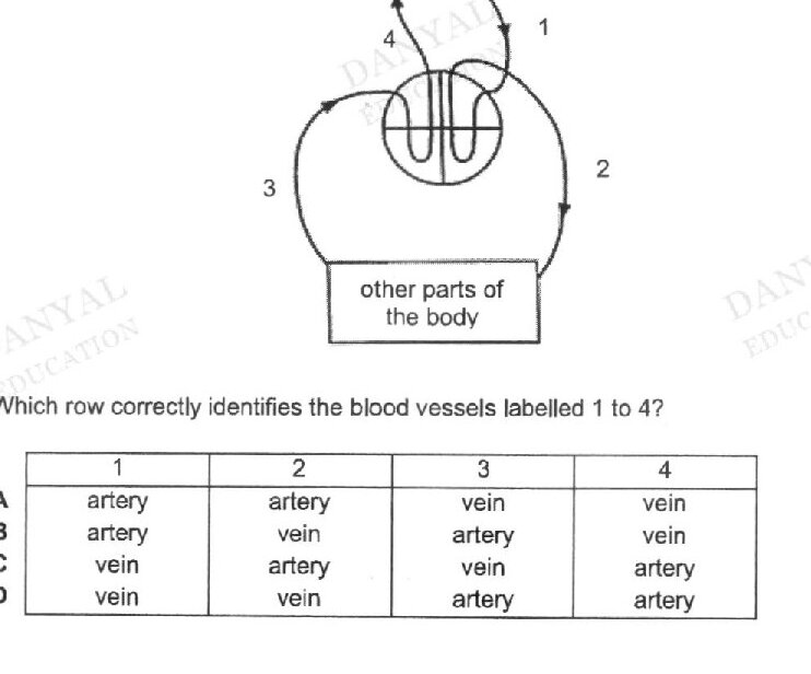 A diagram showing the double circulation of blood with the lungs at the top and 'other parts of the body' at the bottom. There is a heart in the center with four blood vessels labeled 1, 2, 3, and 4. Vessel 1 exits the heart going upward to the lungs. Vessel 4 enters the heart from the lungs. Vessel 2 exits the heart going downward to other parts of the body. Vessel 3 returns to the heart from other parts of the body.