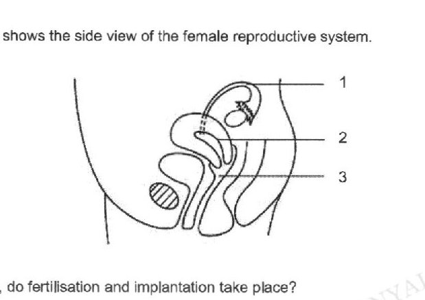 Side view diagram of female reproductive system with three labeled parts: 1 (appears to be the fallopian tube with an egg), 2 (appears to be the uterus), and 3 (appears to be part of the uterus with hatched shading indicating the endometrium/uterine lining).